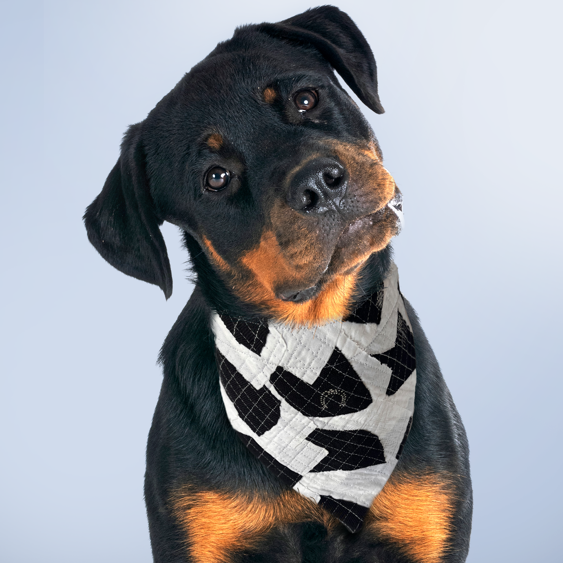 Sustainable Pet Bandana Black