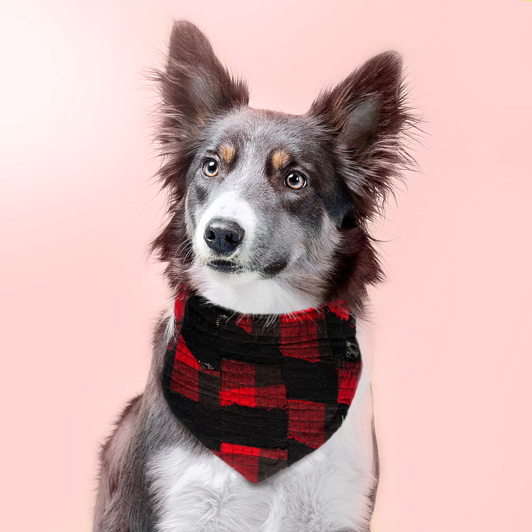 Sustainable Pet Bandana red