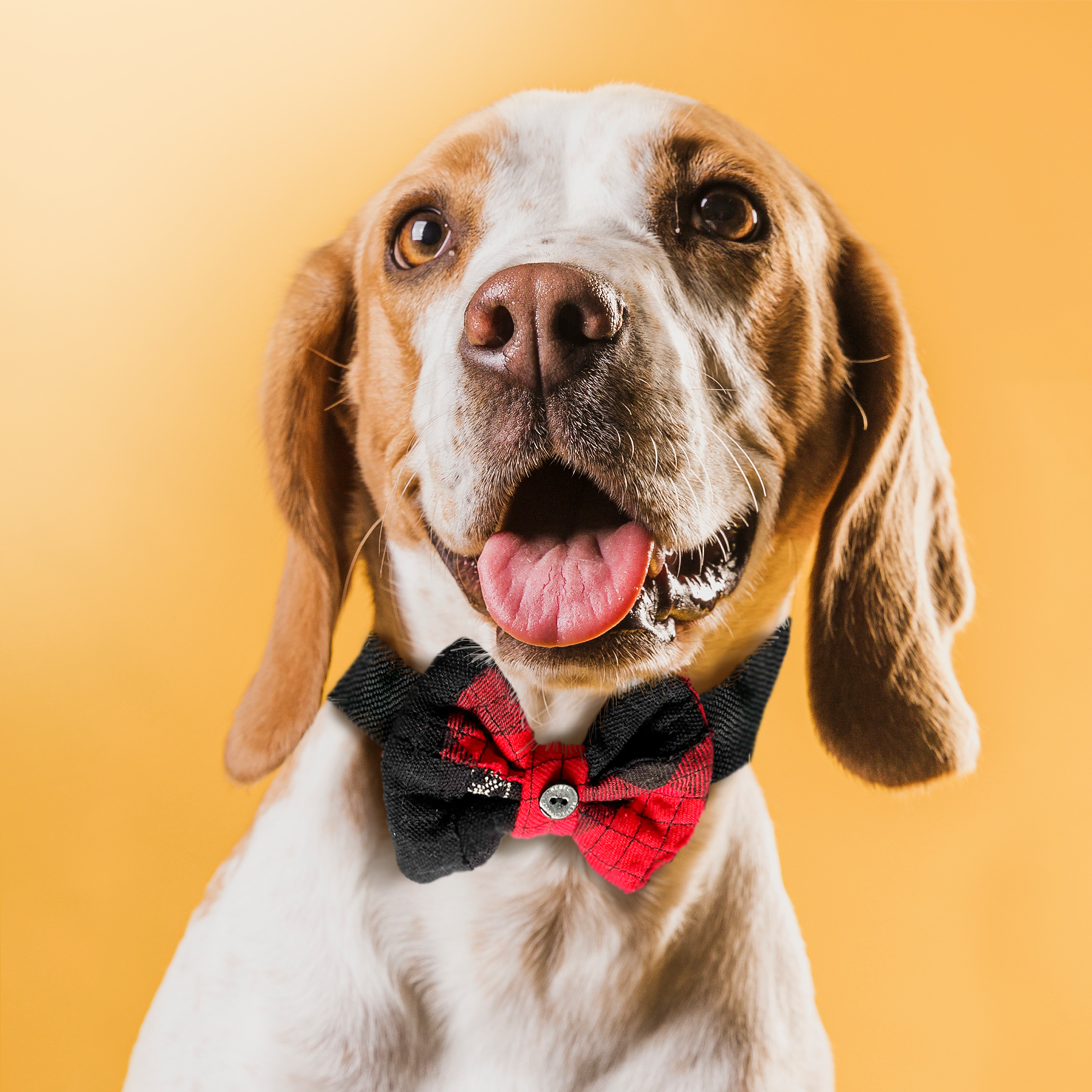 Sustainable Pet Bow Tie